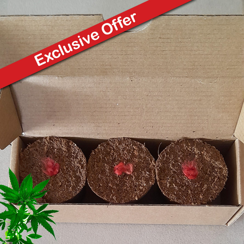 Seeded Canna Pods 3's (Box of 3 Assorted Strains) (Photo: Blue Dream (Sativa), Photo: Blue Dream (Sativa), Photo: Blue Dream (Sativa))